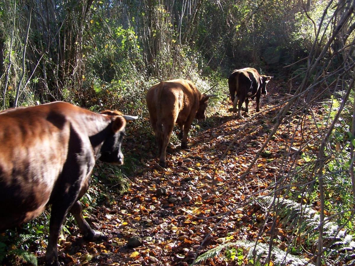 Posada De Muno Munorrodero ภายนอก รูปภาพ